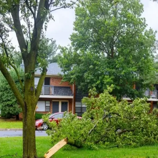 A tree during emergency tree service in Austin, TX