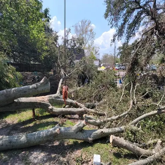 how to make a tree fall a certain way