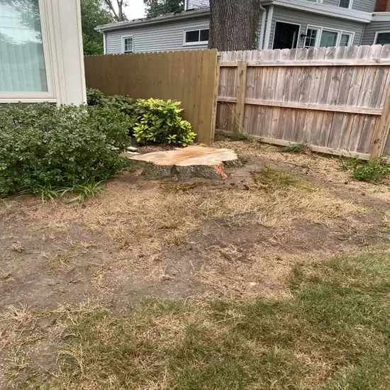 A stump before grinding in Georgetown, TX