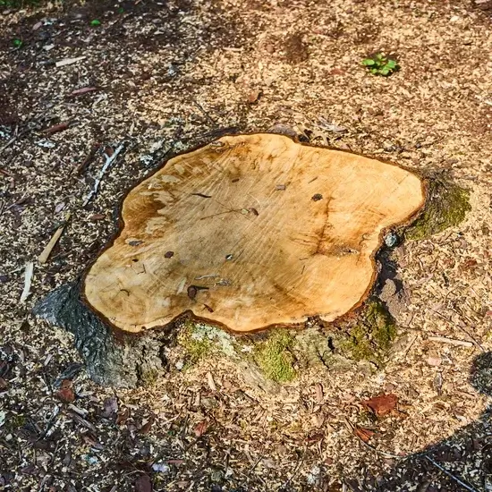 A stump before grinding in Round Rock, TX