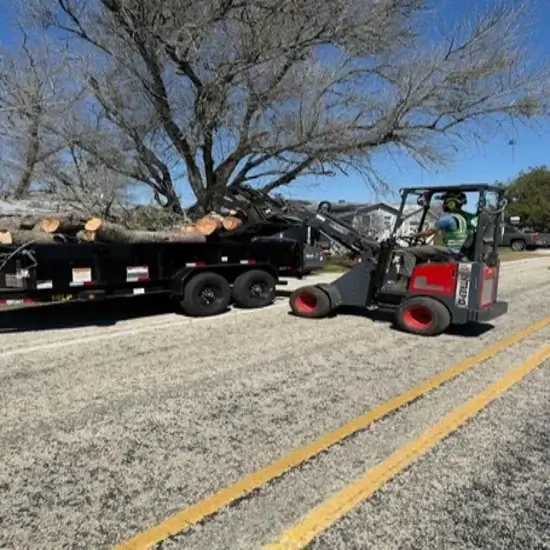 A tree after tree felling in Austin, TX