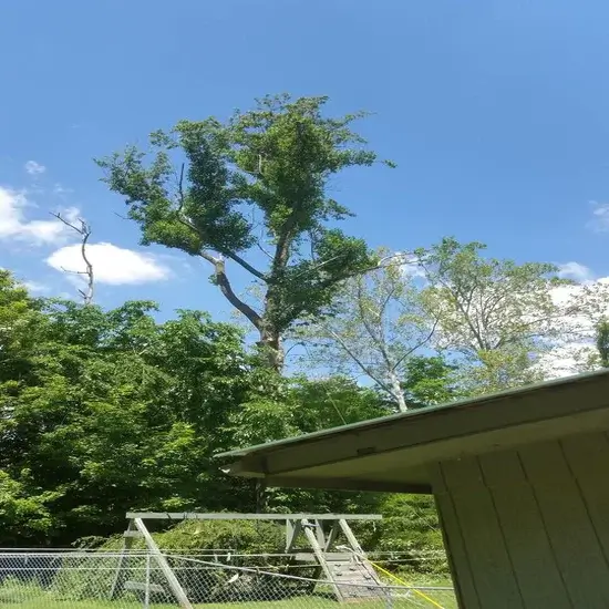 A tree felling in Hays county, TX