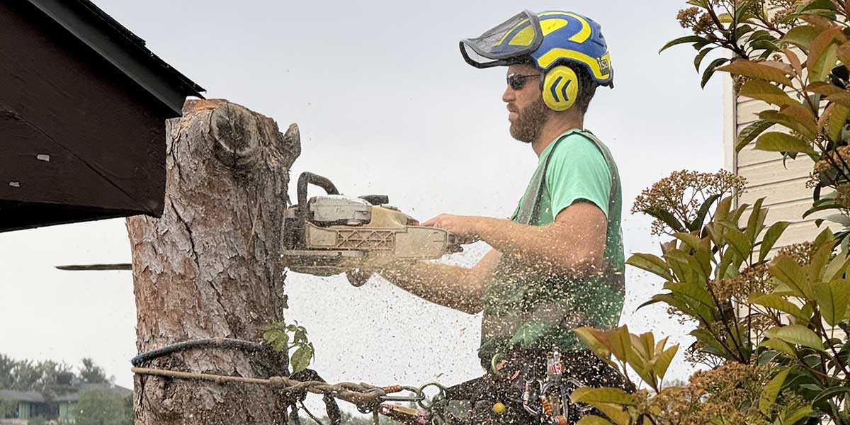types of tree removal